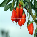 Organic Certificated  Goji Berry